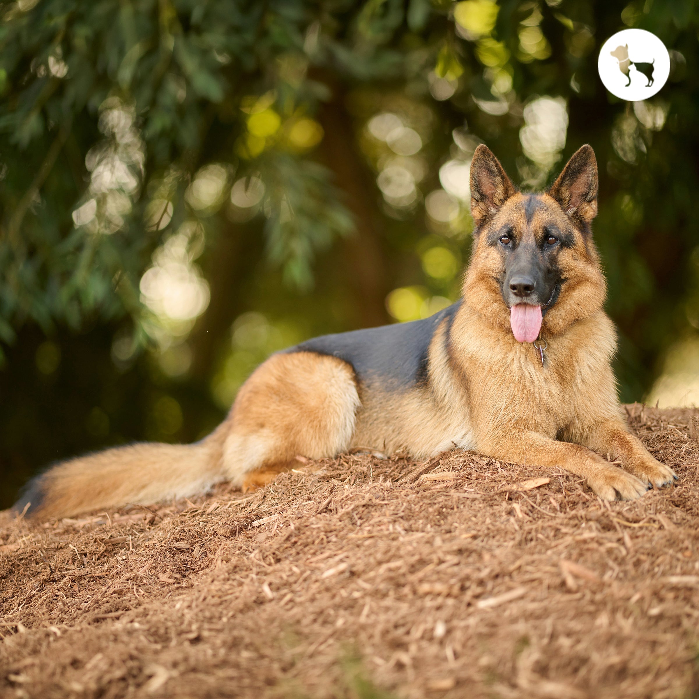 German Shepherd Dogs