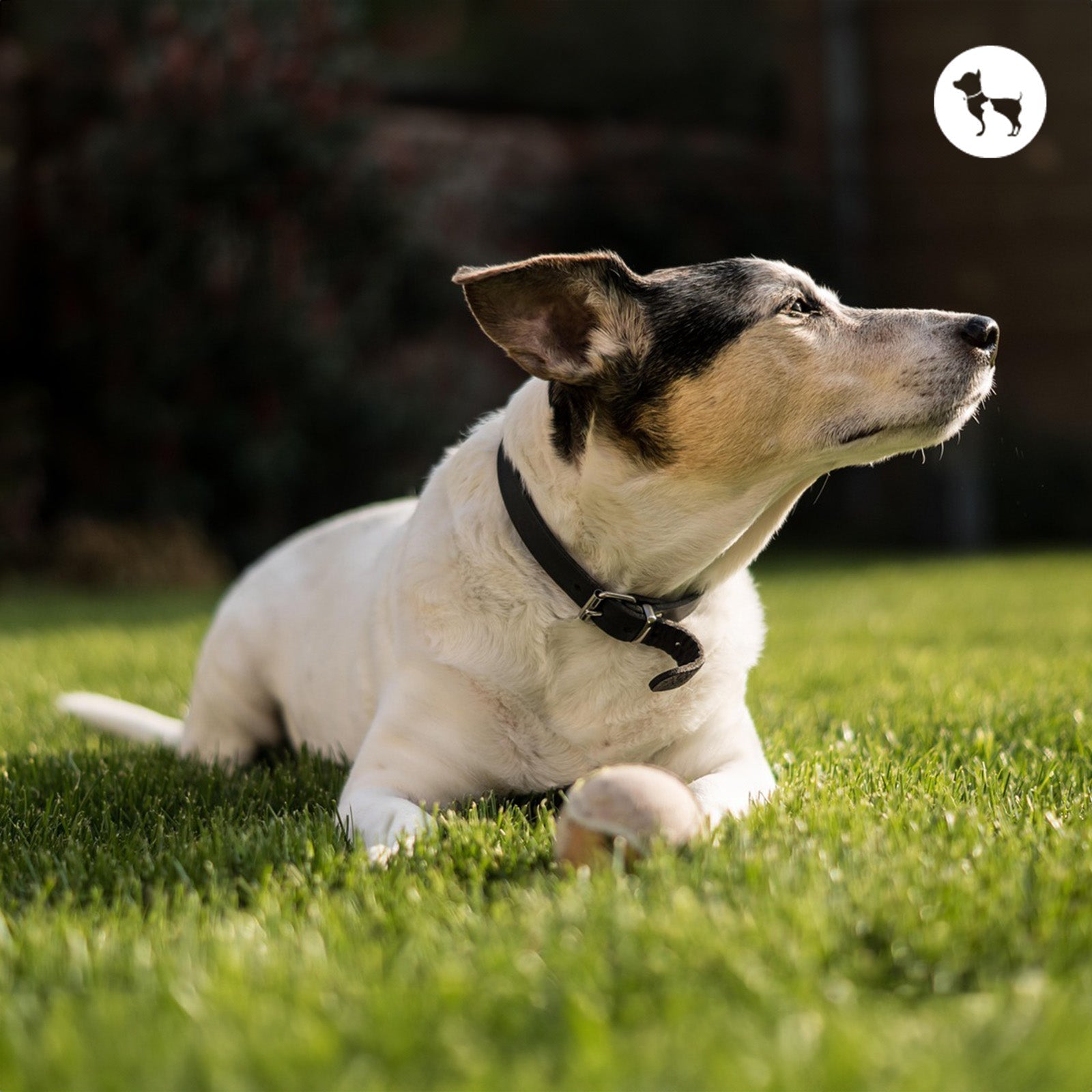 Golden Retriever Collar Size Guide: Choose the Right Fit