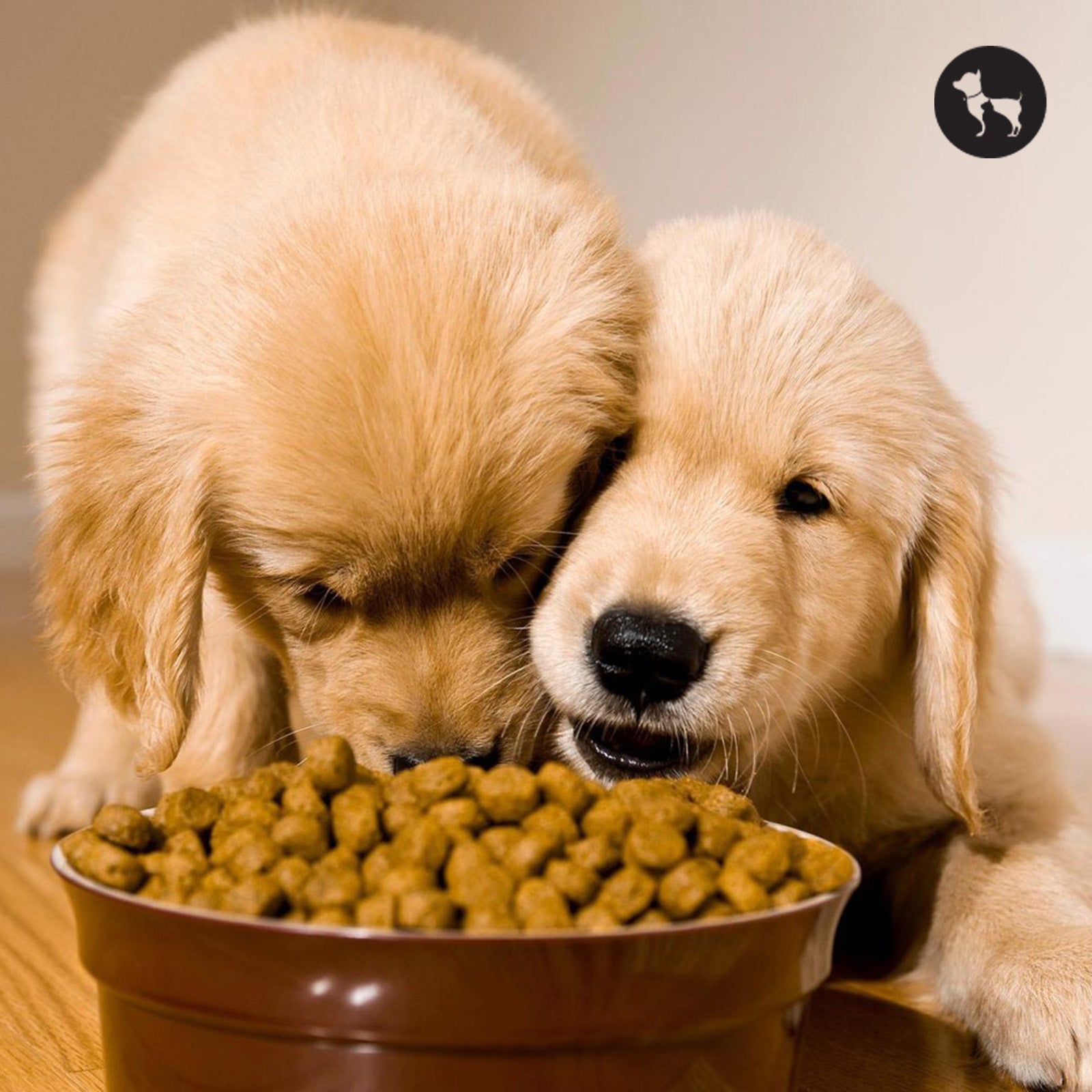 How to Choose the Right Kibble for Your Dog