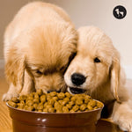 How to Choose the Right Kibble for Your Dog: Ingredient Labels Explained Simply
