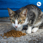 How to Find the Best Quality Dry Cat Food Online in India (2026)