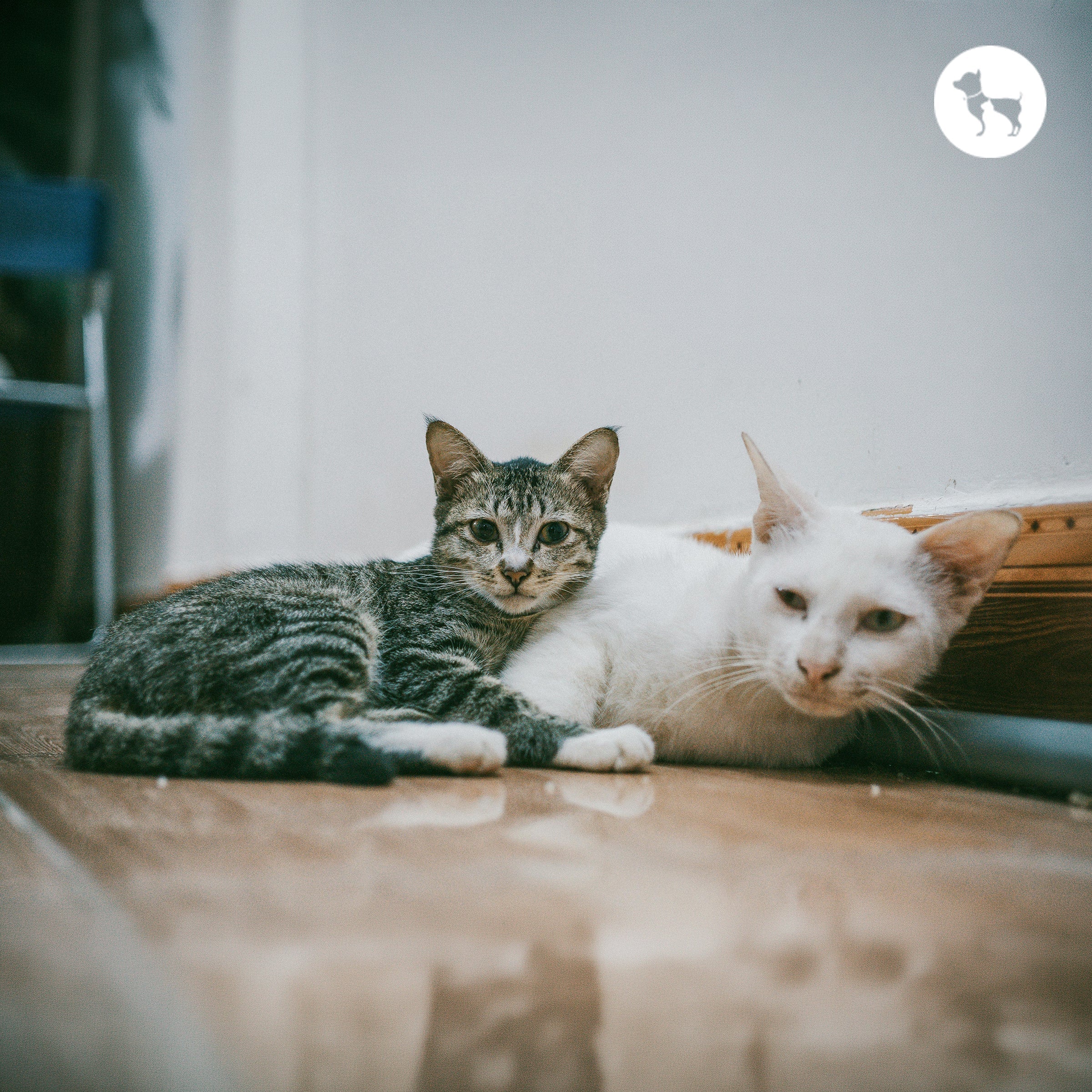 How to Introduce a Second Cat at Home