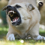 How to Stop Excessive Barking in Dogs: Causes and Training Tips