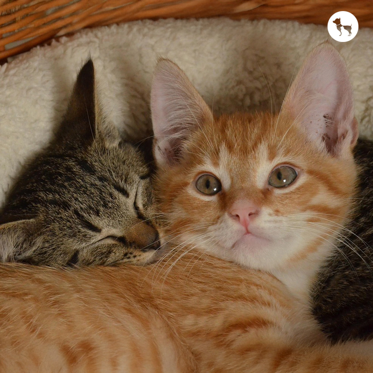 Hypoallergenic Cats - Breeds That Shed Less