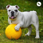 Hypoallergenic Dog Breeds for Indian Homes