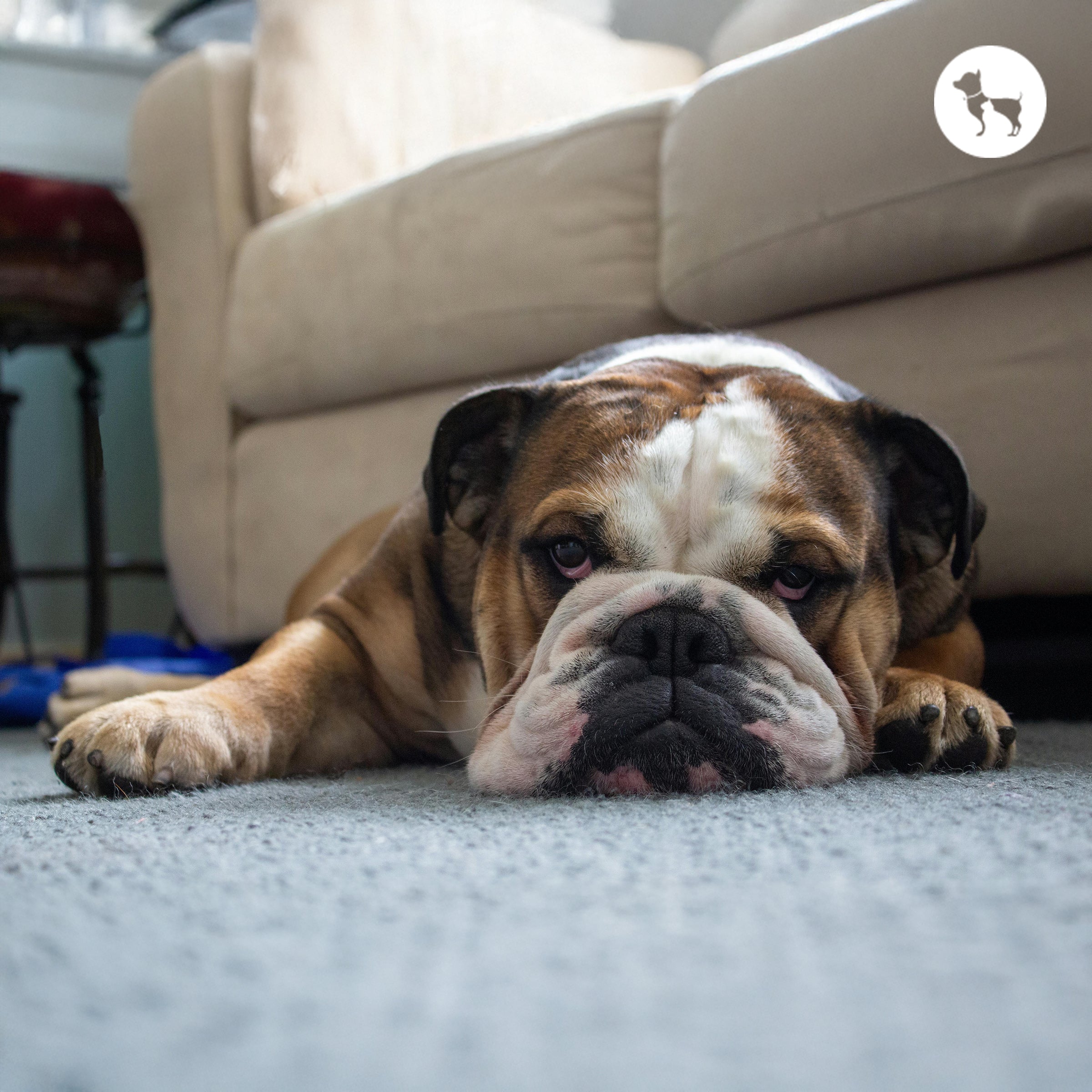 Signs, Causes, and How to Help Signs, Causes, and How to Help