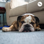 Separation Anxiety in Dogs: Signs, Causes, and How to Help