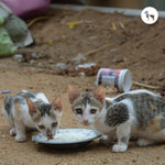 Top-Rated Cat and Kitten Foods for Every Life Stage