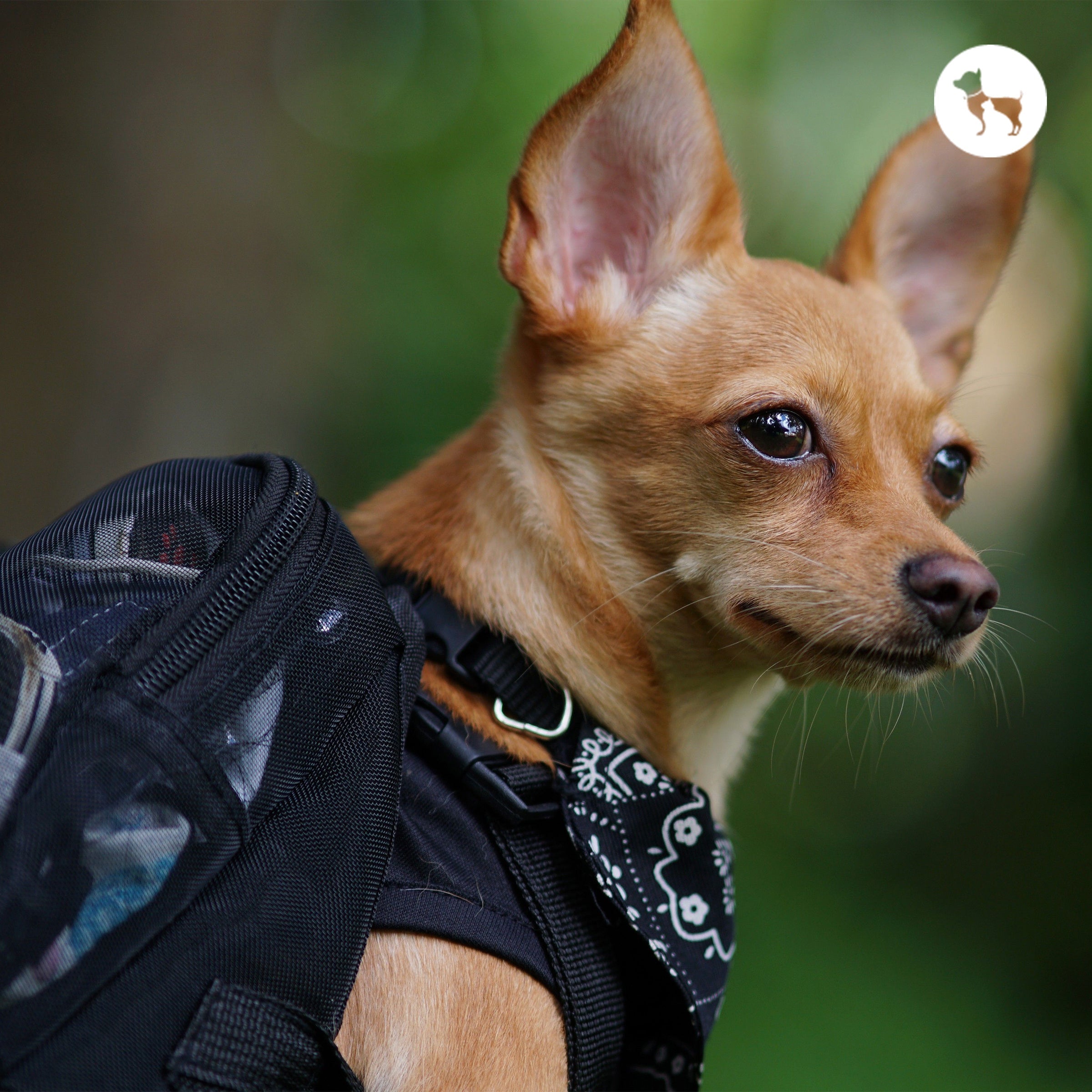 Travelling with Pets in India: Train, Car & Flight Rules 2026