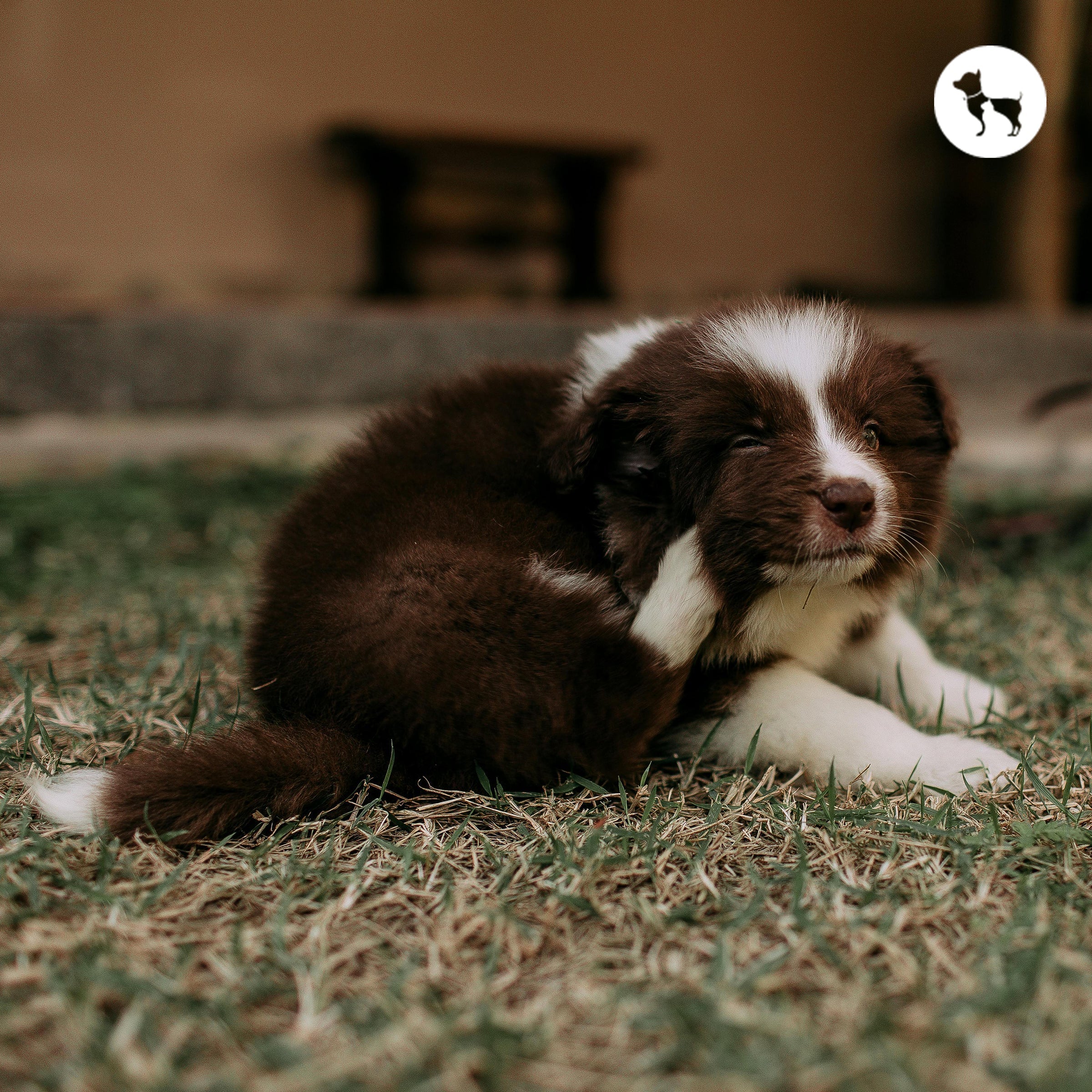 Vet-Recommended Tick & Flea Prevention Products for Puppies