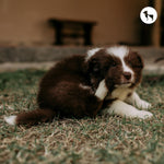 Vet-Recommended Tick & Flea Prevention Products for Puppies
