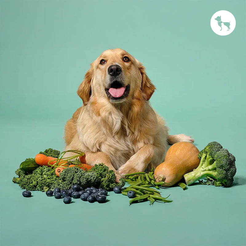 What Vegetables Are Good for Dogs