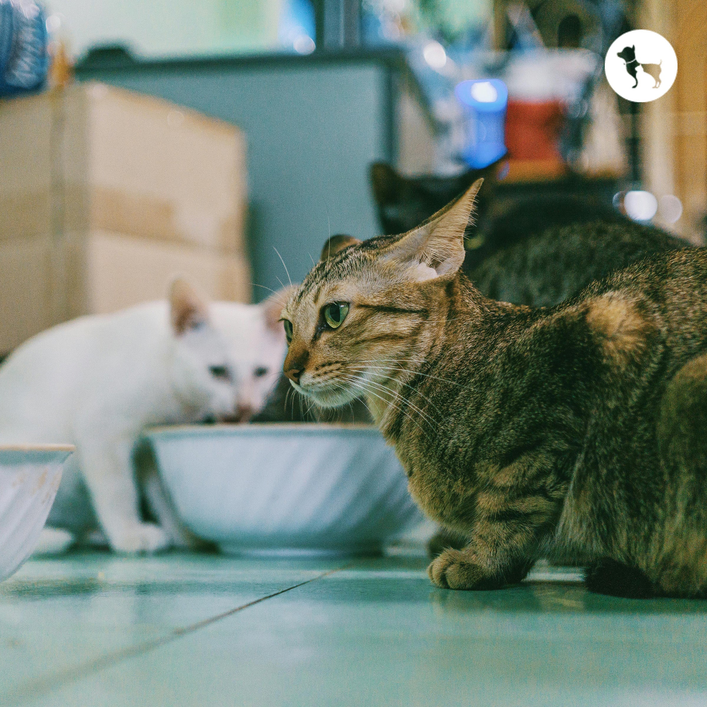Where to Buy Farmina N&D Cat Food Online or Near You in India