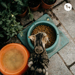 Where to Buy Royal Canin Adult Cat and Kitten Food at the Best Price Online?