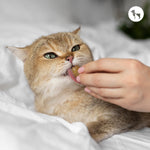 Where to Buy Temptations Cat Treats in India?