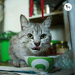Whiskas Tuna in Jelly Cat Food: Where to Buy, Best Prices & Bulk Deals