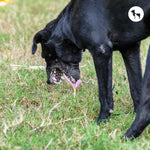 Dog Vomiting After Eating: When to Worry and What to Do
