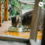 Why is My Cat Not Eating? Common Causes and What You Should Do