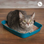 Best Cat Litter for Odour Control and Easy Cleaning in India