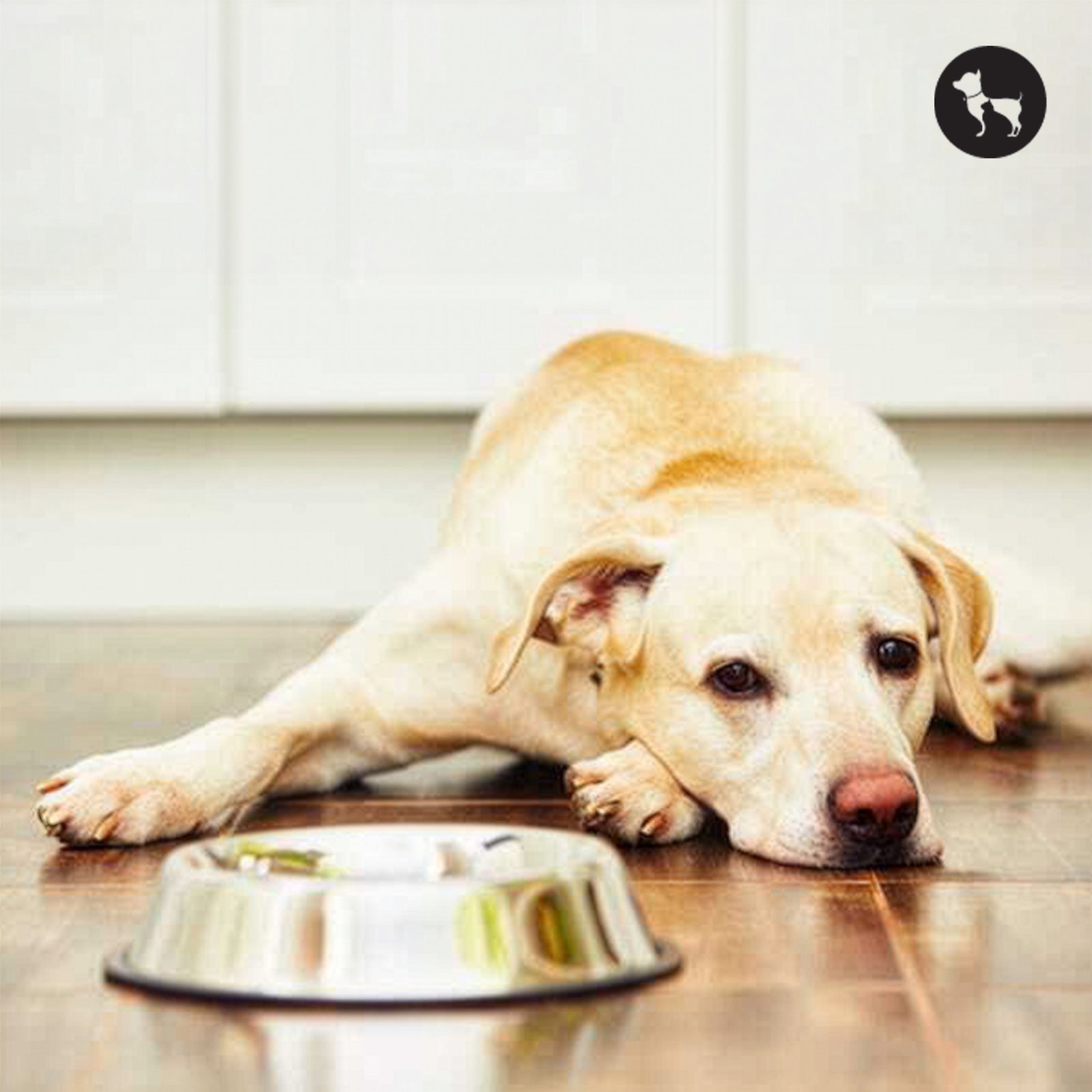 Dog Food Allergy Symptoms: How to Identify and Manage Them Dog Food Allergy Symptoms: How to Identify and Manage Them