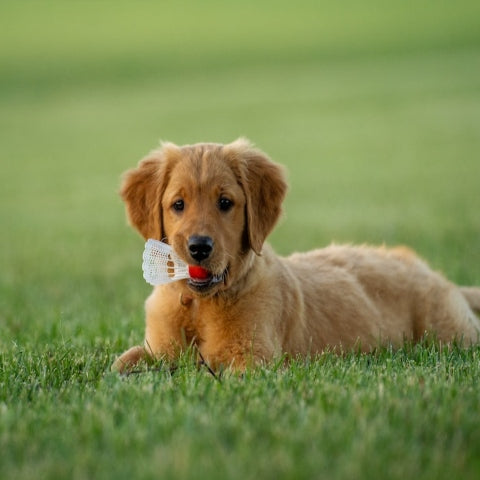 Guide To Puppy Health: Tips For First Vet Visit And Vaccinations