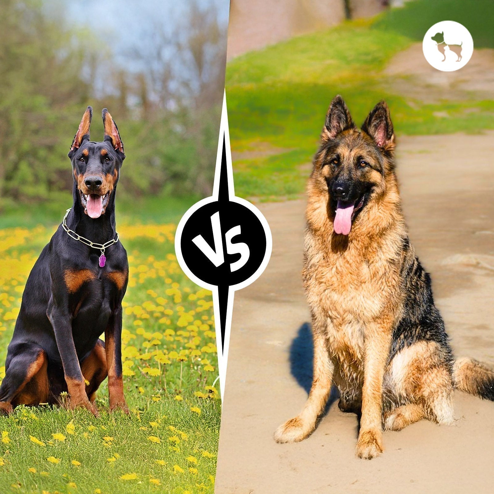 doberman vs german shepherd