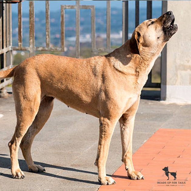 Why Is My Dog Howling?