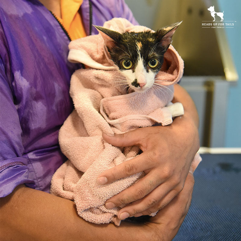 First Ever Pet Spa Visit? Here Are The Answers To Your Questions!