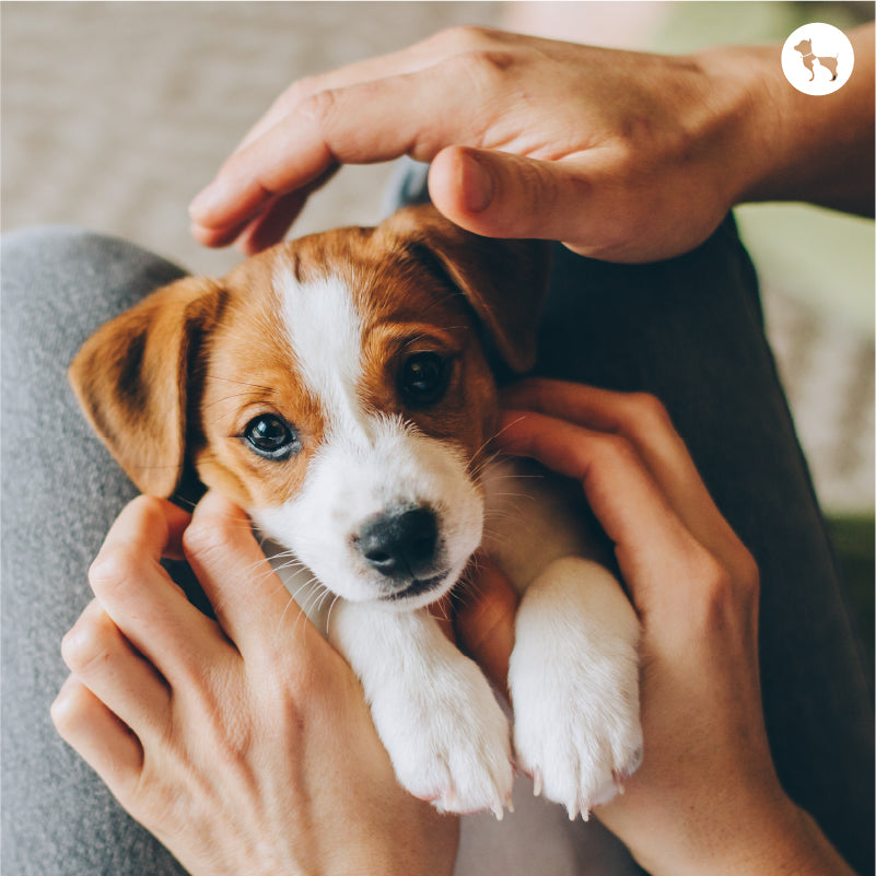 Essential Dog Products To Buy For Welcoming Your Furry Friend To Their New Home