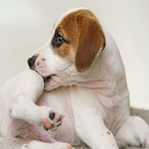 A small puppy scratching himself