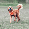 Chuckit! Ultra Squeaker Ball Dog Toy - Blue & Orange - Heads Up For Tails