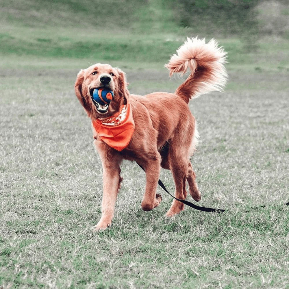 Chuckit! Ultra Squeaker Ball Dog Toy - Blue & Orange - Heads Up For Tails