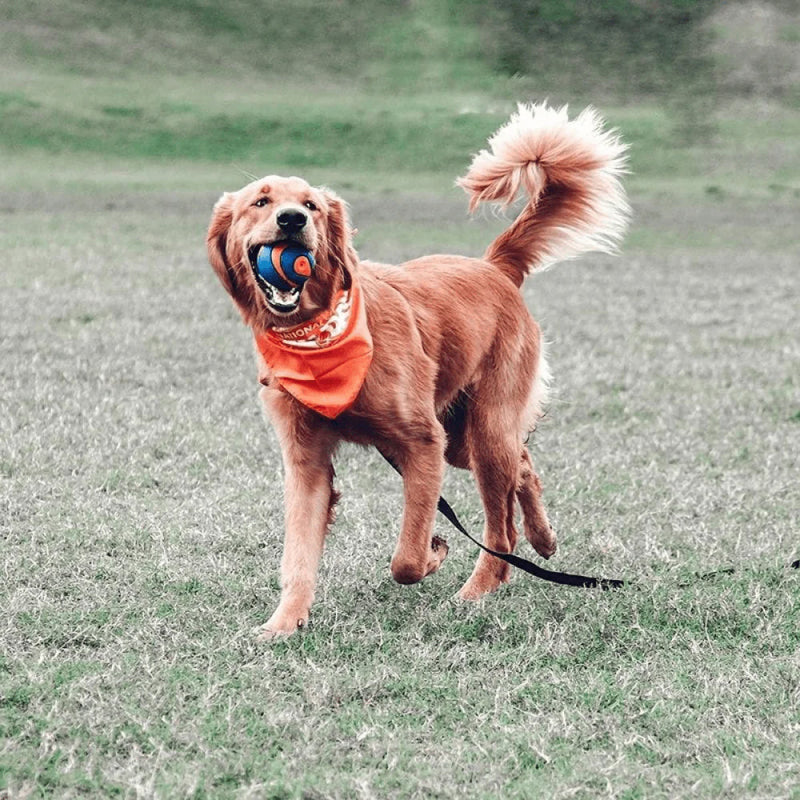 Chuckit! Ultra Squeaker Ball Dog Toy - Blue & Orange - Heads Up For Tails