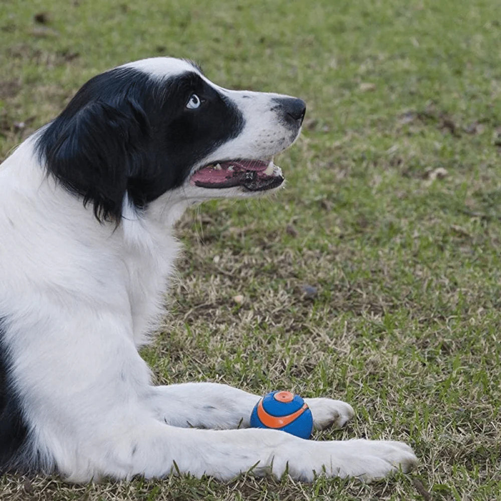 Chuckit! Ultra Squeaker Ball Dog Toy - Blue & Orange - Heads Up For Tails