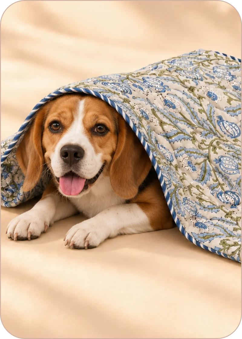 Shop Blankets →