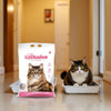 Intersand Cat Exclusive Clumping Cat Litter - Baby Powder - 10 kg