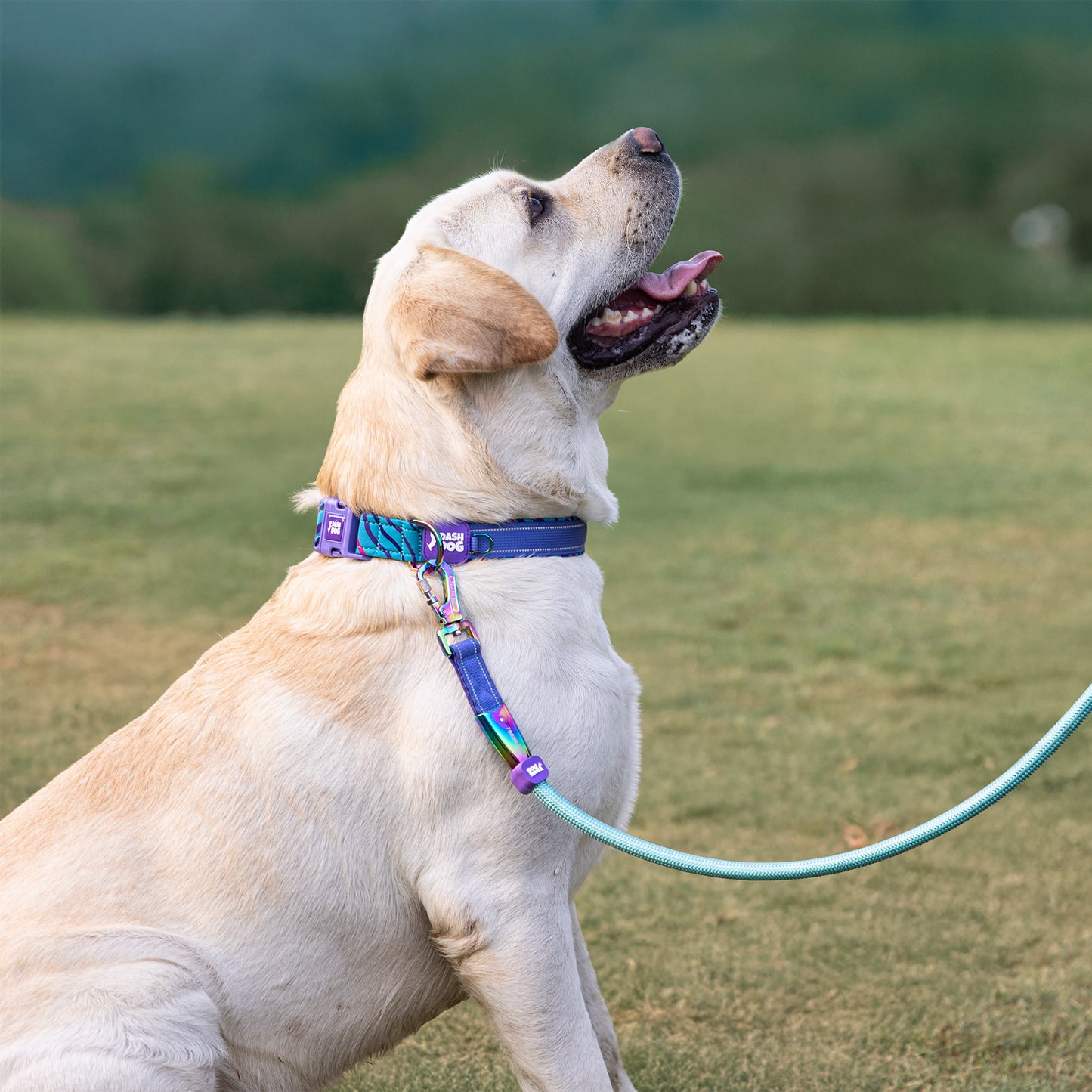 Dash Dog Ocean Breeze Padded Collar For Dog - Teal Blue