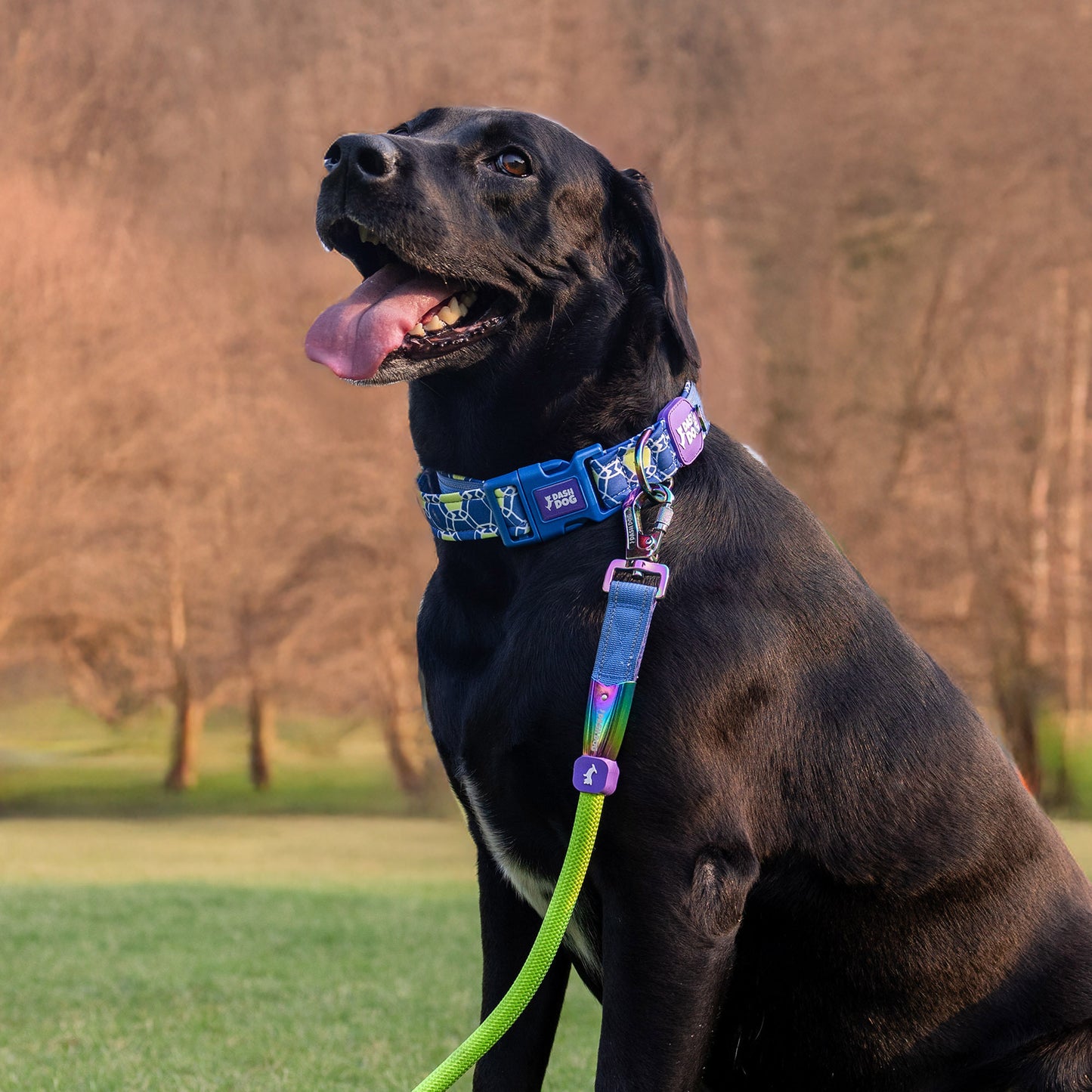 Dash Dog Wildcrest Padded Collar For Dog - Blue & Neon Green