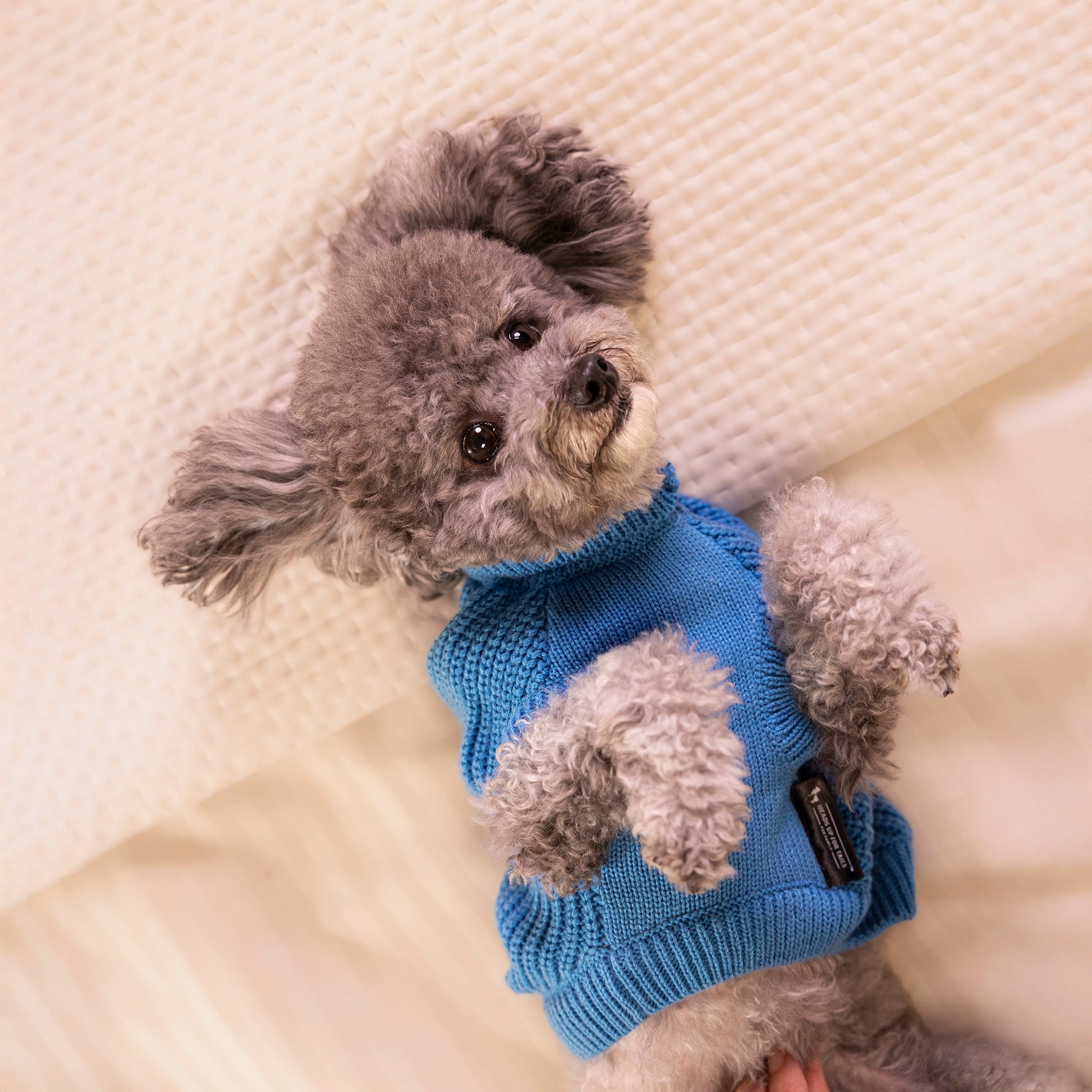 HUFT Snuggle Bear Sweater For Small Dog - Light Blue - Heads Up For Tails