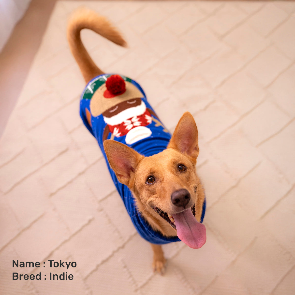 HUFT Reindeer Cheer Sweater For Dog - Blue