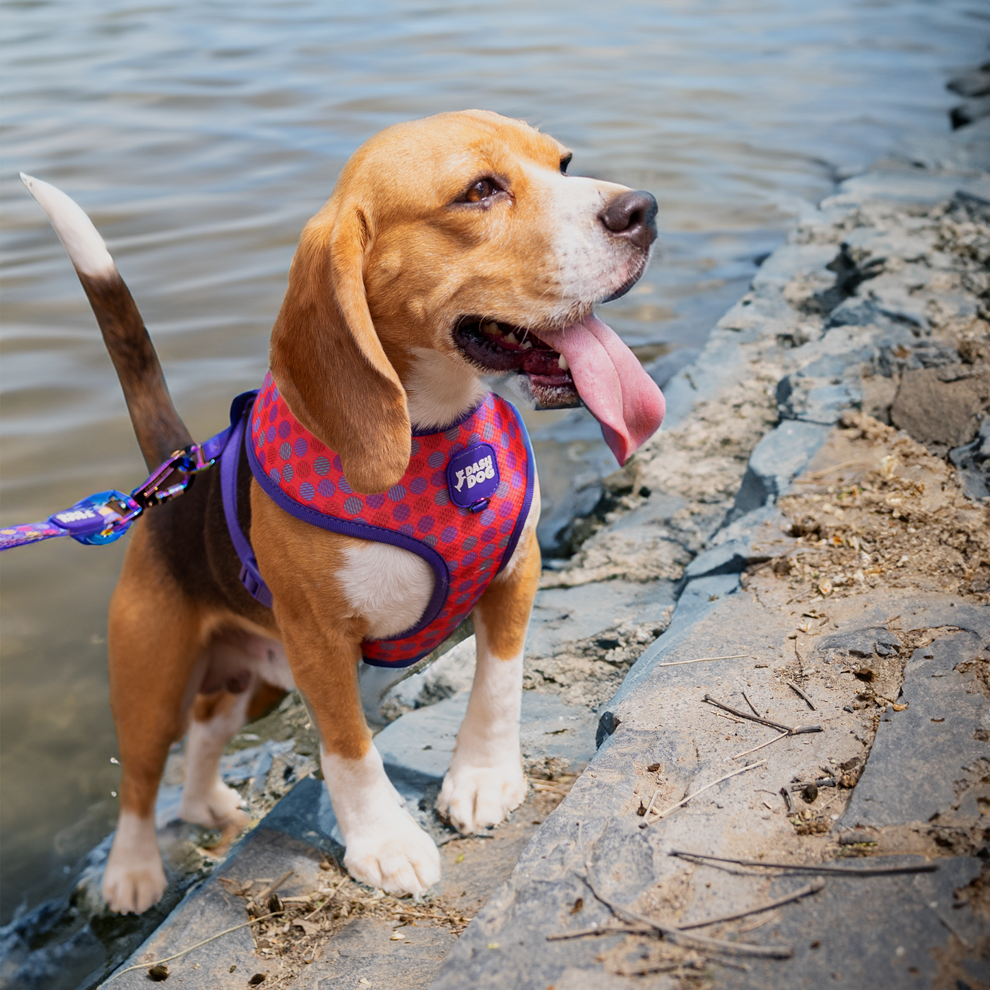 Dash Dog Circle Reversible Harness - Violet & Red