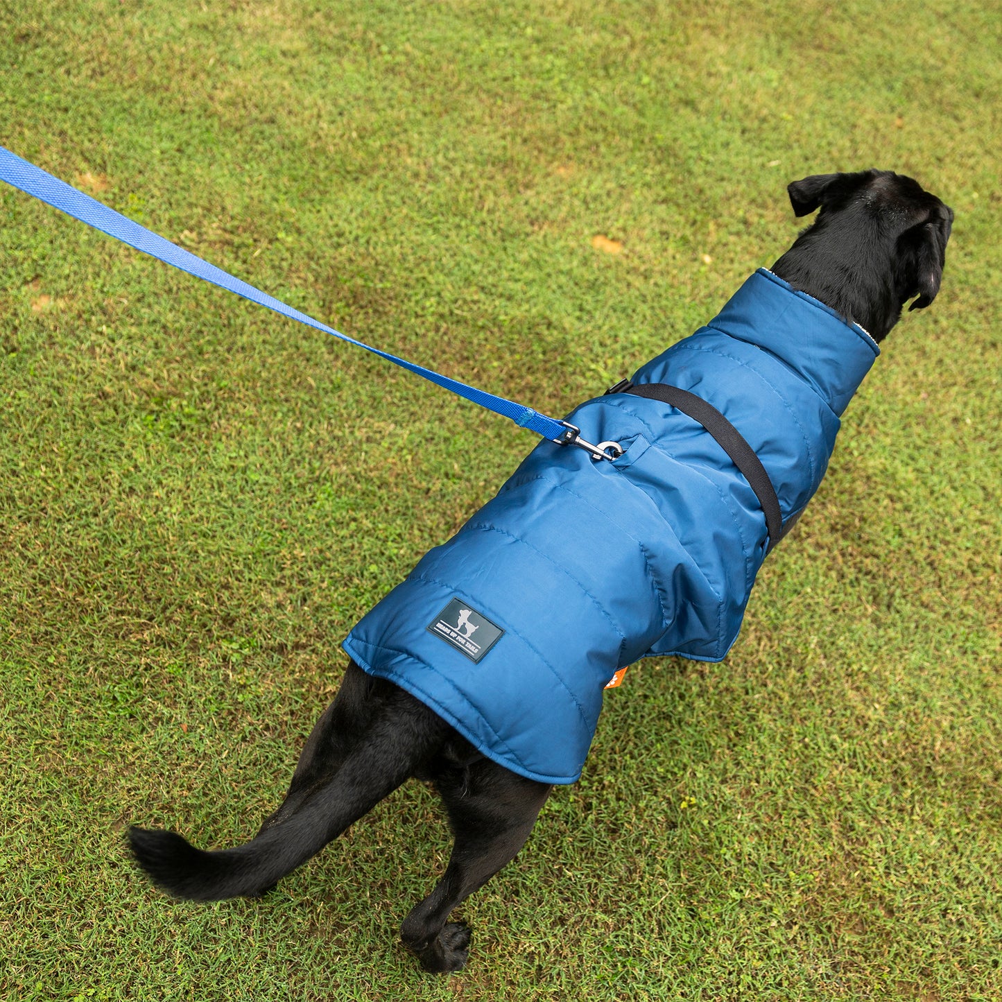 HUFT Snuggle Bug Jacket For Big Dog - Blue - Heads Up For Tails