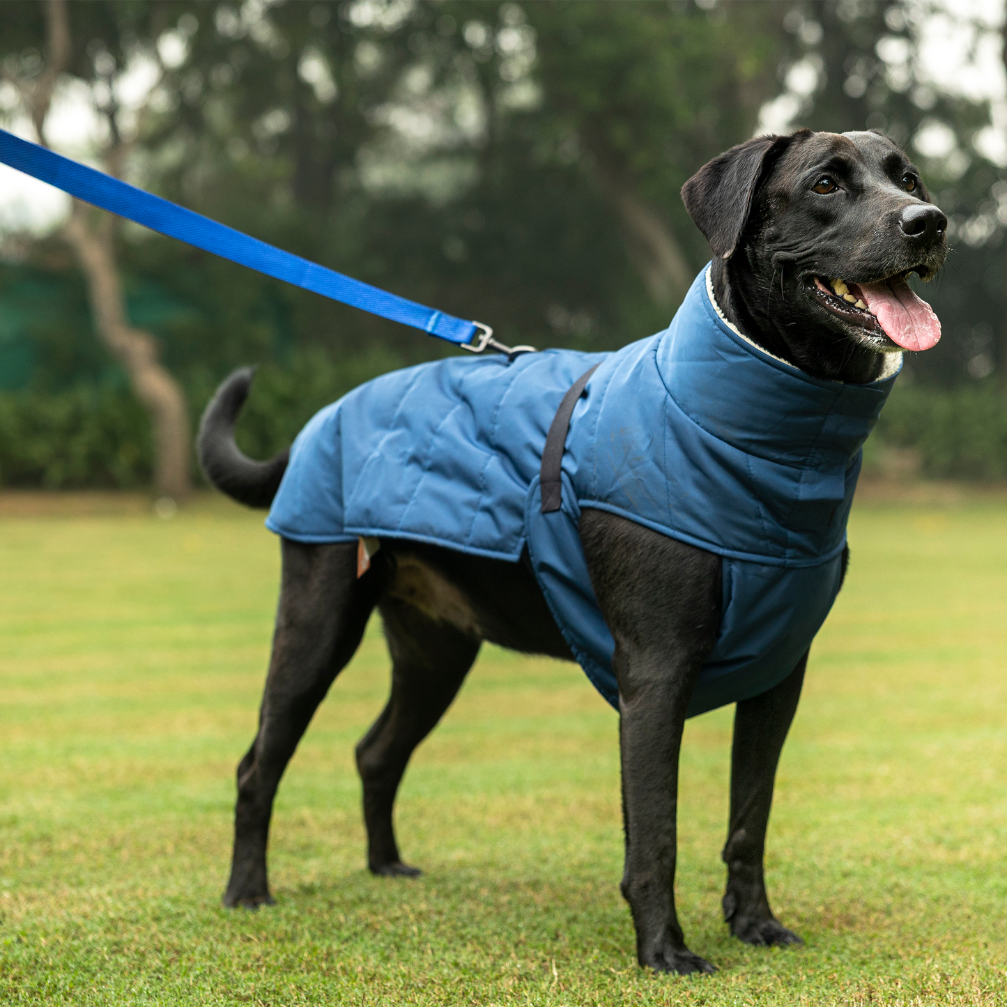 HUFT Snuggle Bug Jacket For Big Dog - Blue - Heads Up For Tails