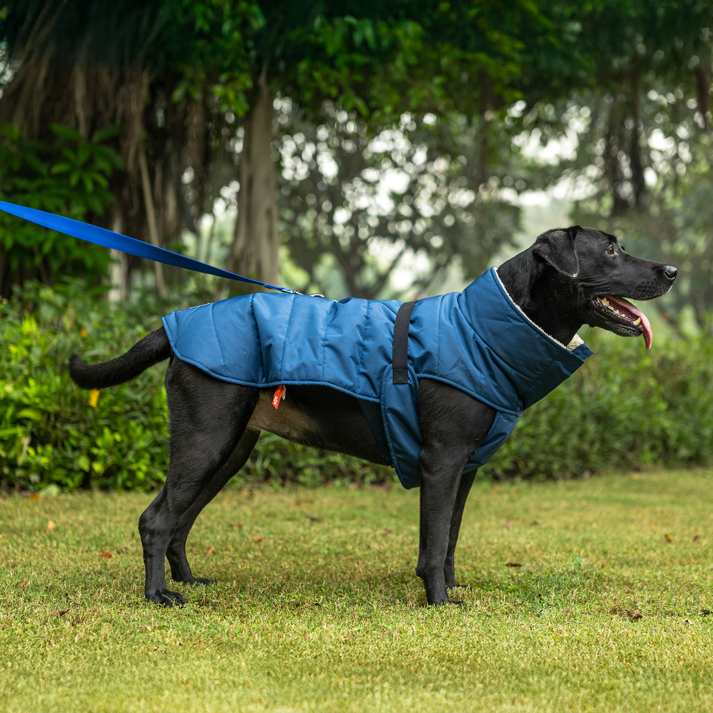 HUFT Snuggle Bug Jacket For Big Dog - Blue - Heads Up For Tails