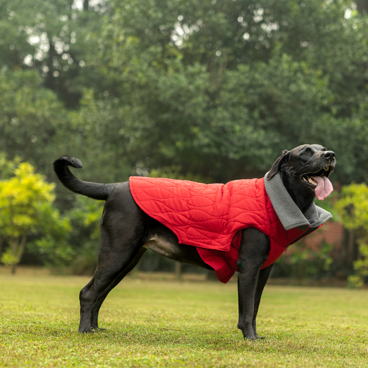 HUFT Charming Cherry Jacket For Big Dog - Red - Heads Up For Tails
