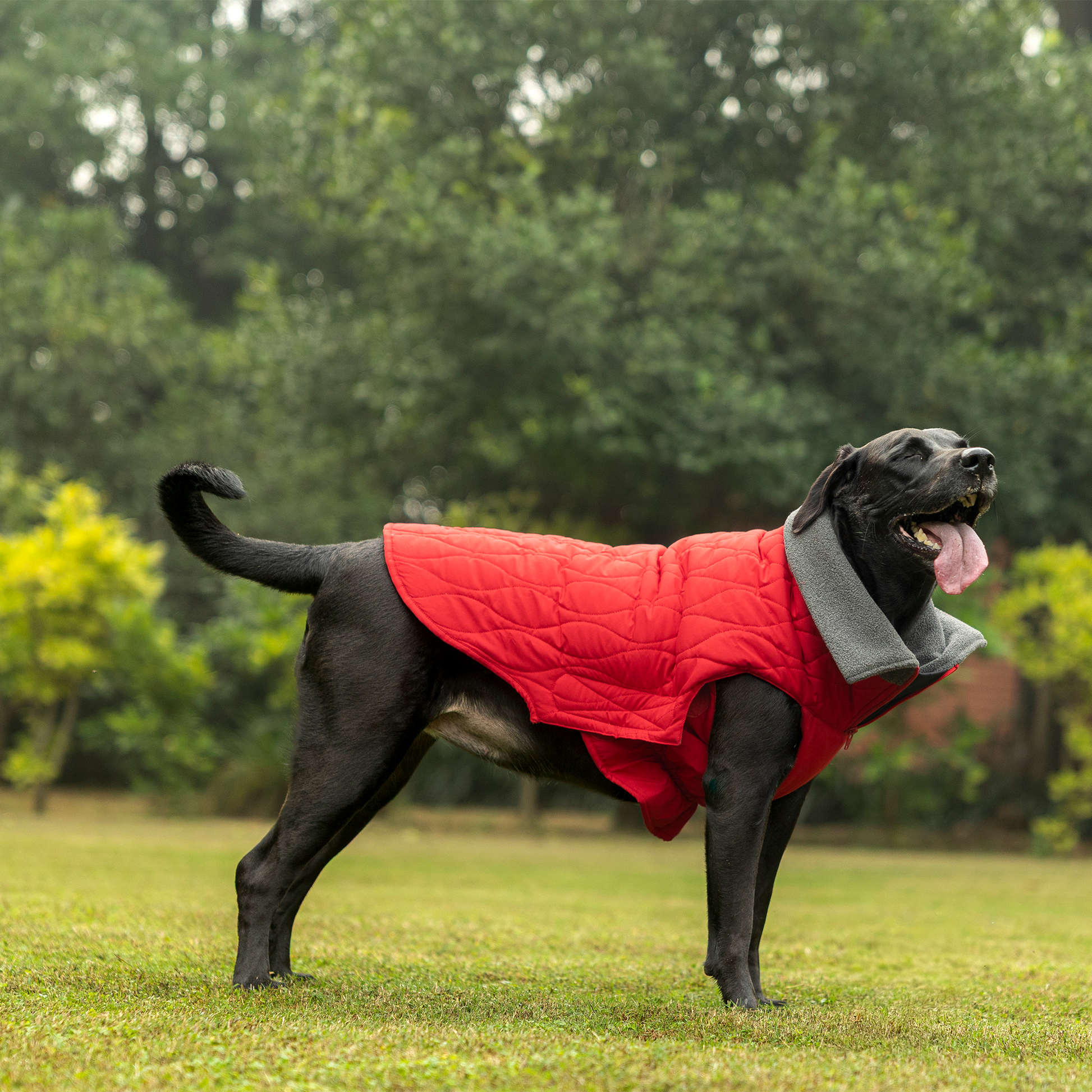 HUFT Charming Cherry Jacket For Big Dog - Red - Heads Up For Tails