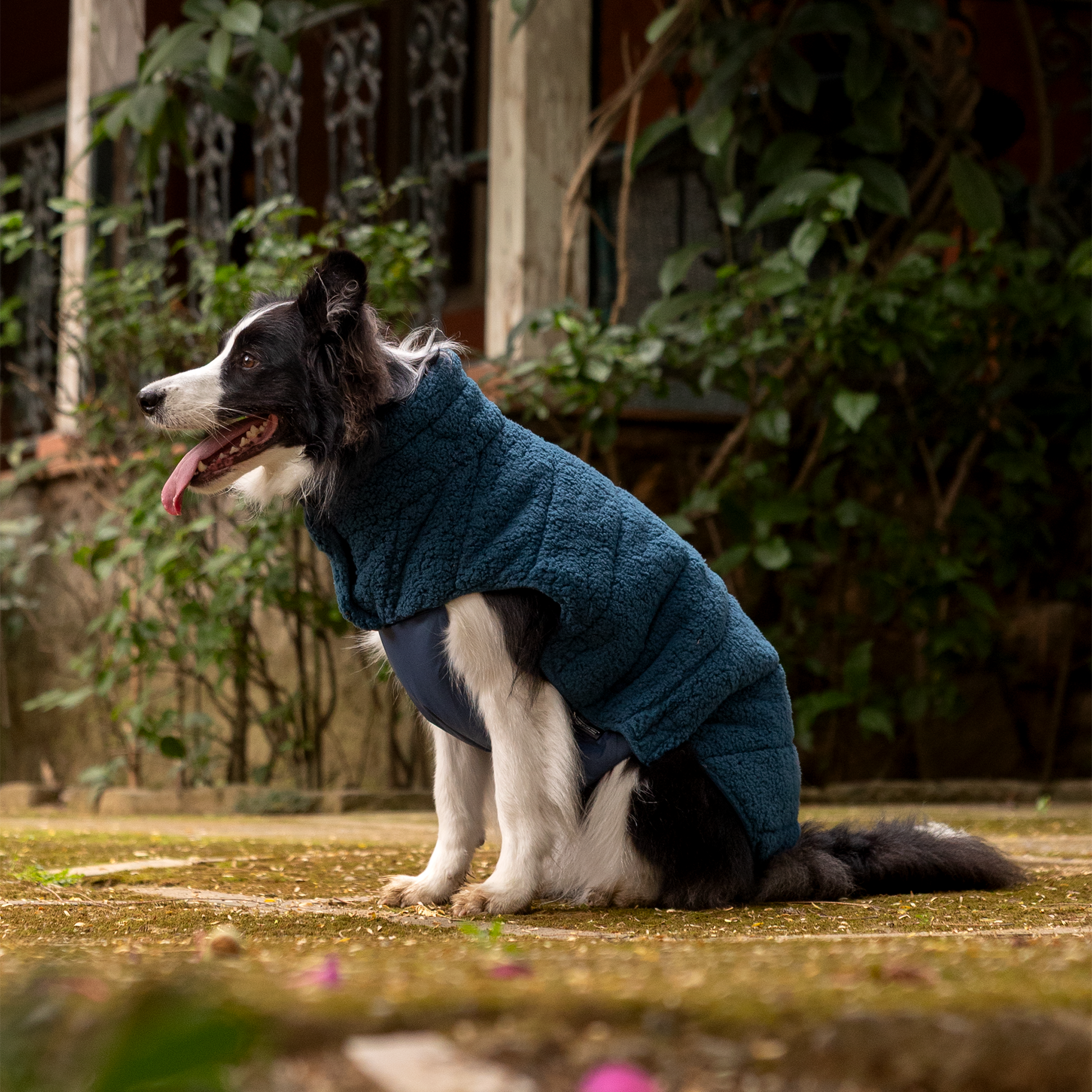 HUFT Cloudy Comfort Jacket For Big Dog - Peacock Blue - Heads Up For Tails