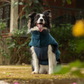 HUFT Cloudy Comfort Jacket For Big Dog - Peacock Blue - Heads Up For Tails