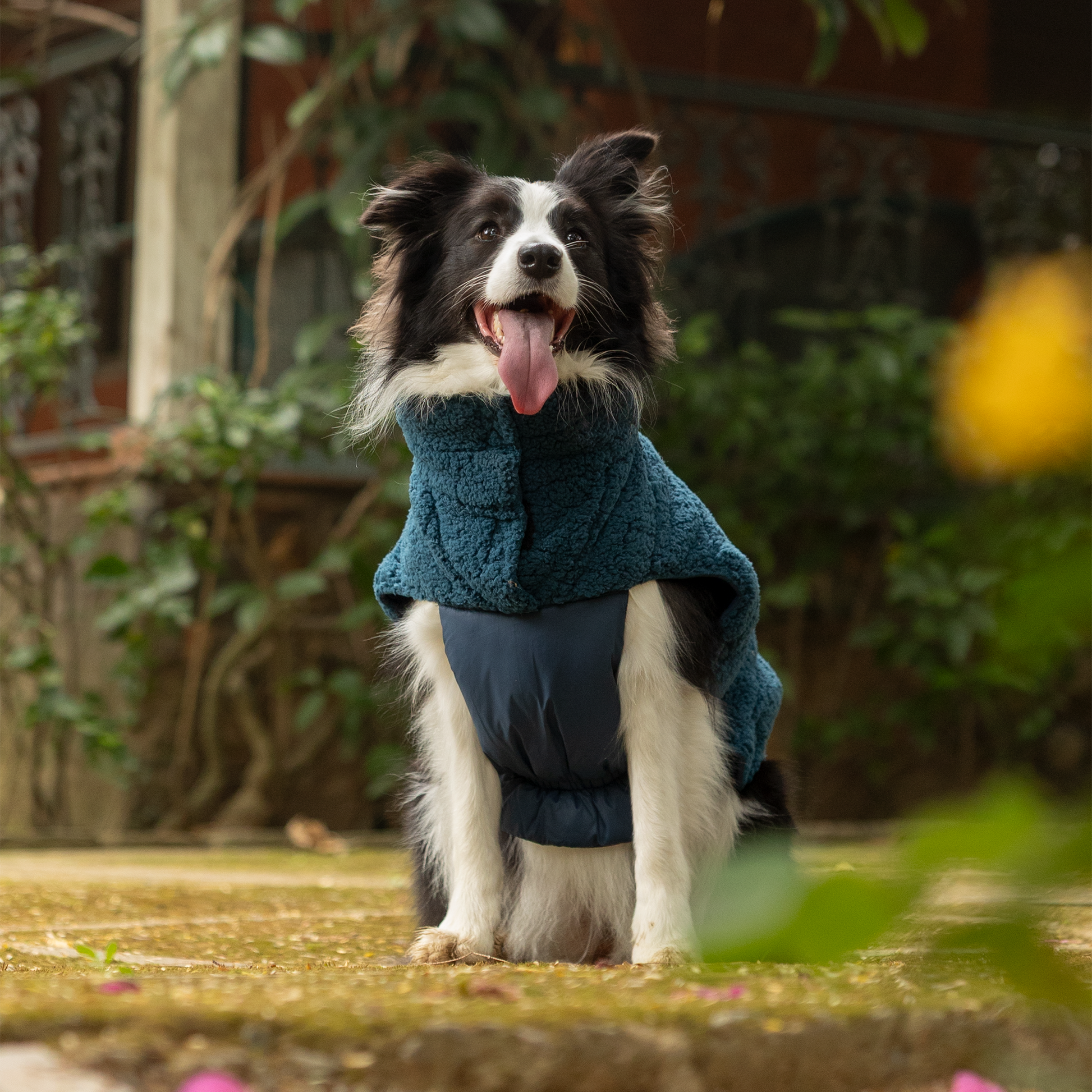 HUFT Cloudy Comfort Jacket For Big Dog - Peacock Blue - Heads Up For Tails