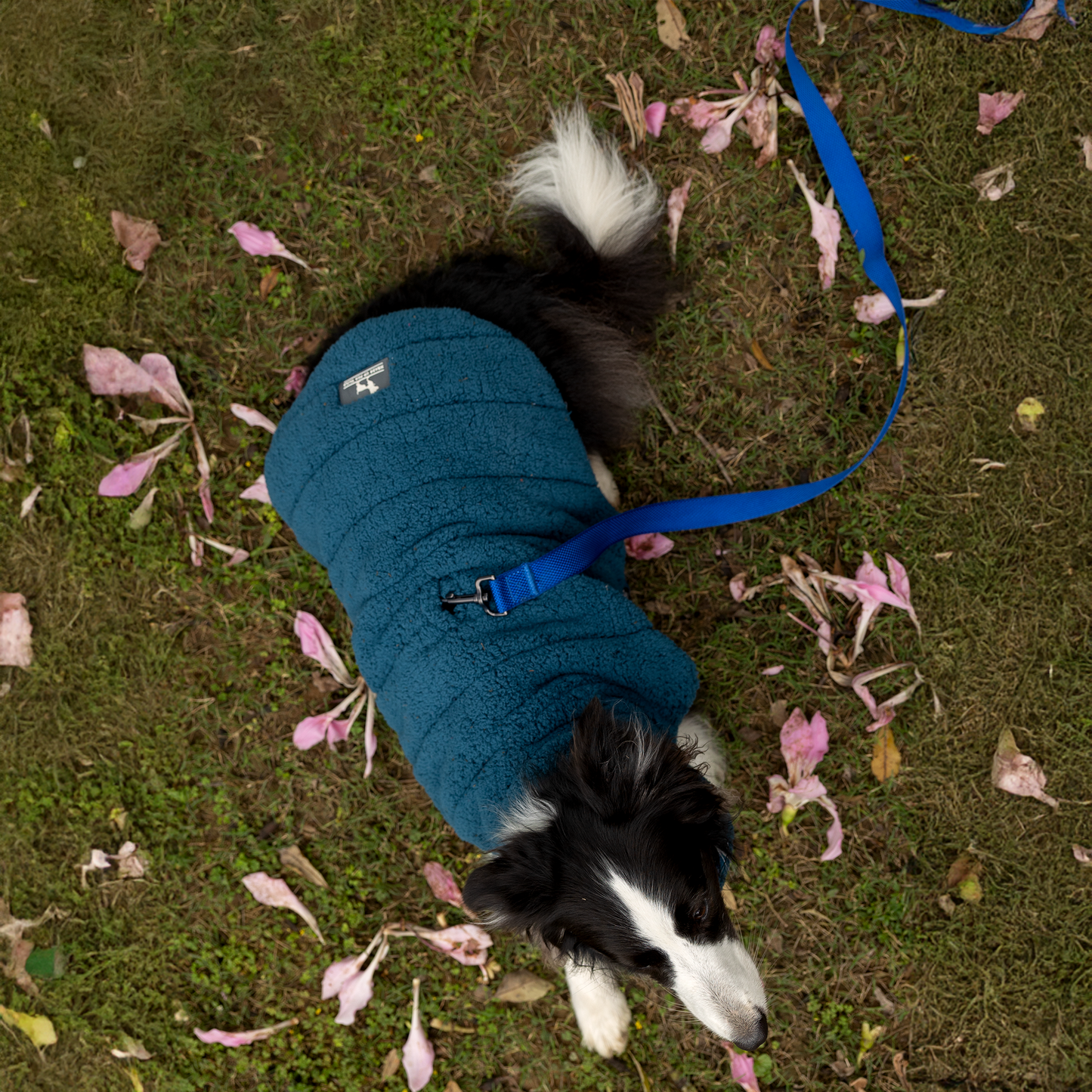 HUFT Cloudy Comfort Jacket For Big Dog - Peacock Blue - Heads Up For Tails